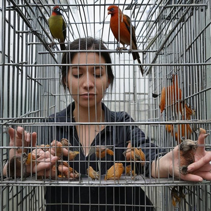 Éradiquez les Poux de Poule dans Votre Maison