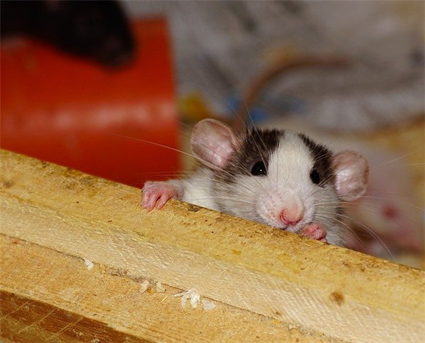 Mesures de prévention de l’invasion de rats