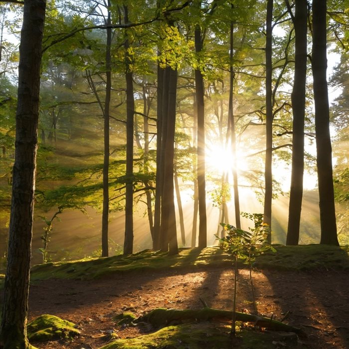 Revêtements de sol : facile à rénover et entretenir