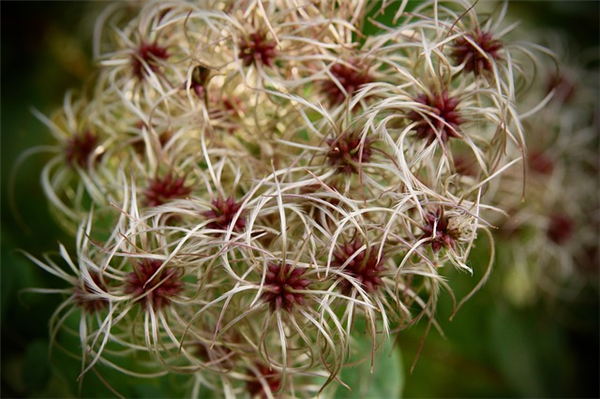 Peut-on faire sécher toutes les fleurs ?